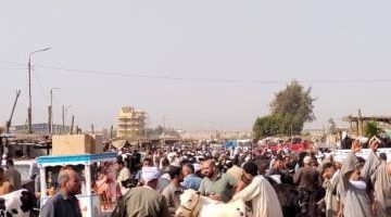 إقبال هائل على سوق المواشي في بنها استعداداً لعيد الأضحى.. شاهد الفيديو والصور!