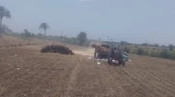 شاهد حصاد القمح وتجميعه للدريس خلال احتفال عيد العمال في المنيا