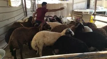 غرامة 10 آلاف جنيه على ذبح الأضاحي في الشوارع.. شاهد الفيديو!