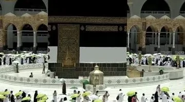 تمور المدينة الطيبة.. الحجاج يتسابقون لشرائها هدايا لعائلاتهم (فيديو)