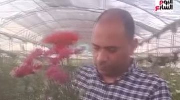 قرية عزبة الأهالي بالقناطر الخيرية.. زراعة الورد تجلب الفرح وتصدره عالميًا